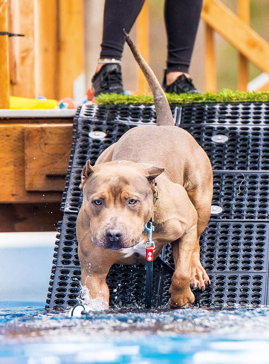 American Bully Kennel in Alaska